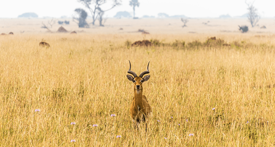Scenic view in Uganda